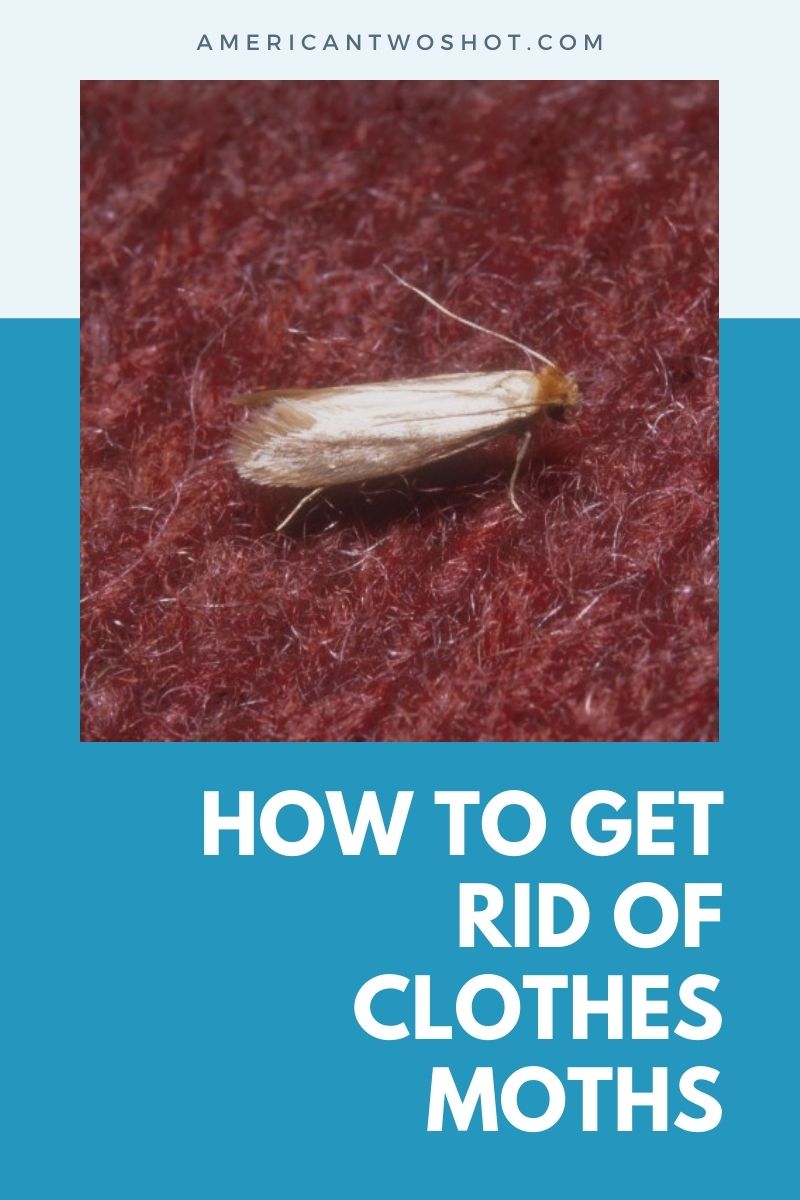 get rid of clothes moths