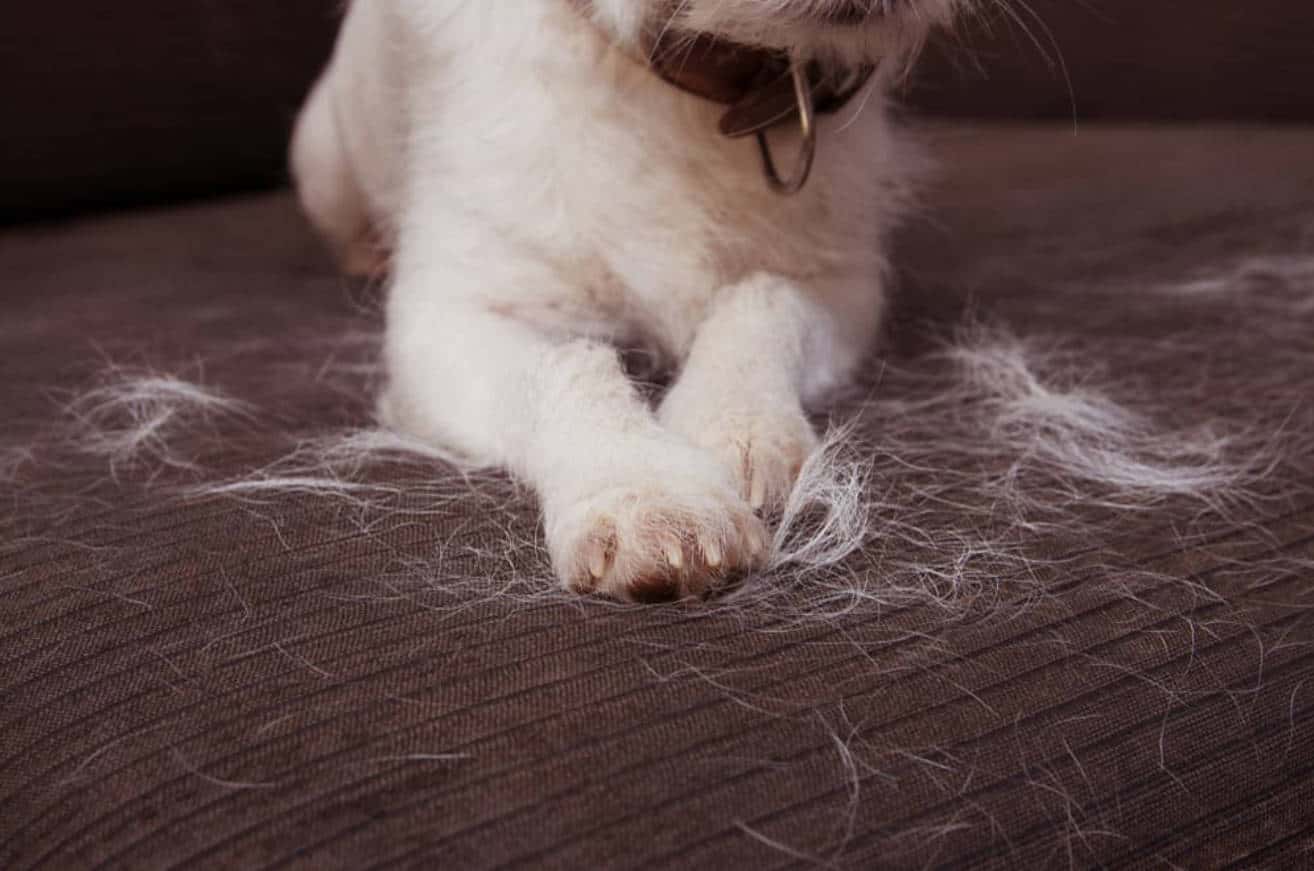 How to Get Dog Hair Off Clothes?