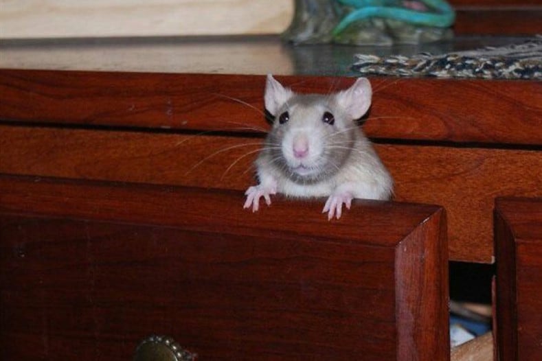 Rodents make Clothes Smell in Drawers