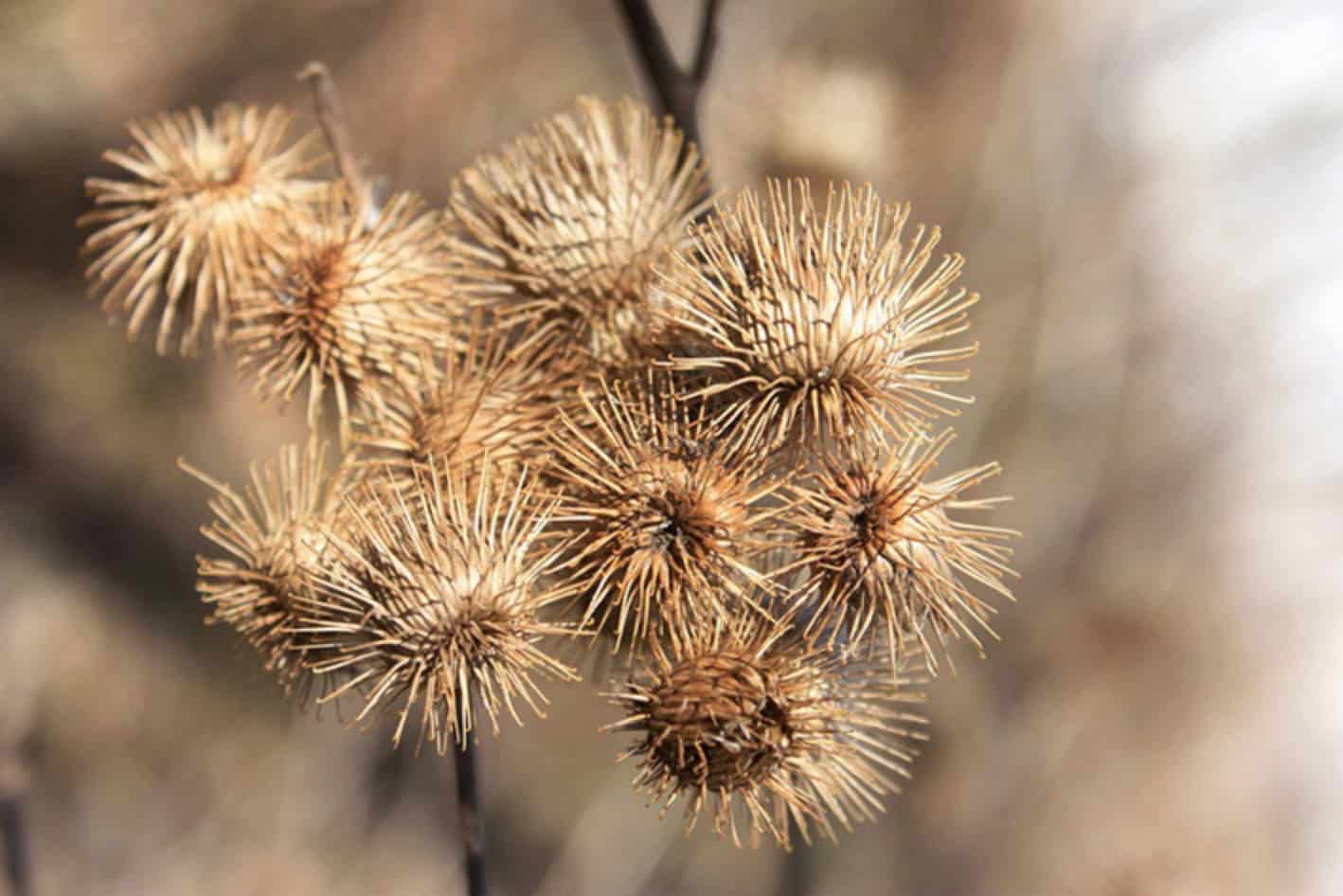 how to remove burrs from clothing